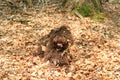 Dog with long hair rebel portrait high quality lagotto romagnolo rasta Royalty Free Stock Photo