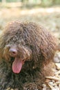 Dog with long hair rebel portrait high quality lagotto romagnolo rasta Royalty Free Stock Photo