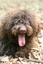 Dog with long hair rebel portrait high quality lagotto romagnolo rasta Royalty Free Stock Photo