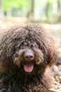 Dog with long hair rebel portrait high quality lagotto romagnolo rasta Royalty Free Stock Photo