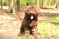 Dog with long hair rebel portrait high quality lagotto romagnolo rasta Royalty Free Stock Photo