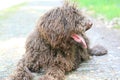 Dog with long hair rebel portrait high quality lagotto romagnolo rasta Royalty Free Stock Photo