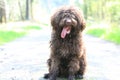 Dog with long hair rebel portrait high quality lagotto romagnolo rasta Royalty Free Stock Photo