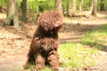 Dog with long hair rebel portrait high quality lagotto romagnolo rasta Royalty Free Stock Photo