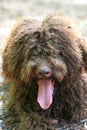 Dog with long hair rebel portrait high quality lagotto romagnolo rasta Royalty Free Stock Photo