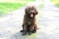 Dog with long hair rebel portrait high quality lagotto romagnolo rasta Royalty Free Stock Photo