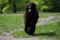 Large thoroughbred hound Royalty Free Stock Photo