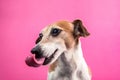 Dog with long tongue. Pink background Royalty Free Stock Photo