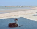Dog look out to the sea at the beach Royalty Free Stock Photo