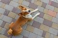 Dog looking above lying on a street pavement Royalty Free Stock Photo