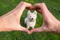 Dog looking adoringly at owner who is making heart shape with ha Royalty Free Stock Photo