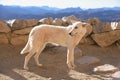 Dog looking arround in front of the mountain Royalty Free Stock Photo