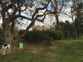 A dog looking back at its owner in a park in Spain