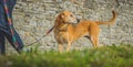 Dog looking back Royalty Free Stock Photo