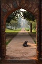 A dog looking at camera from the architecture of gate at humayun tomb memorial from the side of the lawn at winter foggy morning Royalty Free Stock Photo