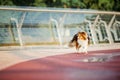 Schetland Sheep Dog Dog outdoor. Pet photo. Dog outdoor Royalty Free Stock Photo