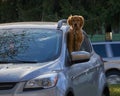 Golden retriever looking out of car