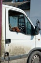 Dog looking through car window Royalty Free Stock Photo