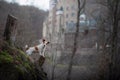 The dog is looking at the castle. Small dog on nature walks. Jack Russell Terrier Outside