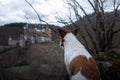 The dog is looking at the castle. Small dog on nature walks. Jack Russell Terrier Outside