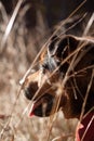 Dog looking into the distance in a field