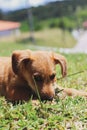 Dog looking and gnawing, green grass