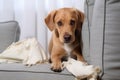 a dog looking guilty beside a torn pillow