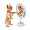 Dog Looking At Himself in Mirror Royalty Free Stock Photo