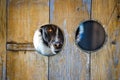 Portrait of a dog looking through a hole in the fence Royalty Free Stock Photo