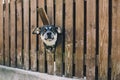 Dog looking from the hole in the fence Royalty Free Stock Photo