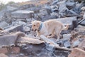 Dog looking for injured people Royalty Free Stock Photo