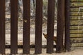 Dog Looking Through International Border Wall Separating the Uni Royalty Free Stock Photo