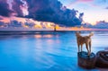 Dog looking at Khao Lak sea with a lighthouse on the beach at sunset in Phang Nga province,Thailand