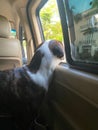 Dog looking out car window Royalty Free Stock Photo