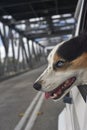 Dog Looking Out Car Window Royalty Free Stock Photo