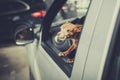 Dog looking out the car window at parking area Royalty Free Stock Photo