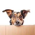 dog looking out of the cardboard box