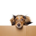 dog looking out of the cardboard box