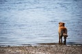 Dog looking out to sea Royalty Free Stock Photo