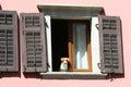 A dog looking out the window Royalty Free Stock Photo