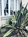 Dog looking out of the window