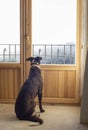 dog looking out the window indoors, outdoors with fog, winter Royalty Free Stock Photo