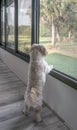 A dog looking out of a window from inside a house Royalty Free Stock Photo