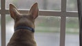 Dog looking out the window on a sad day, close up shot in slow motion