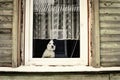 Dog looking out the window of wooden house with light curtain and white frame in winter Royalty Free Stock Photo