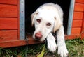 Dog looking outside from kennel Royalty Free Stock Photo