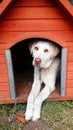 Dog looking outside from kennel