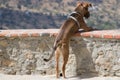 A Dog Looking Over the Brink