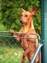 Dog looking over fence Royalty Free Stock Photo