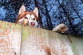 Dog looking over fence. Dog peering over wooden fence, bottom view. Royalty Free Stock Photo